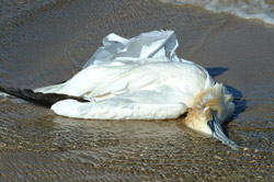 bird